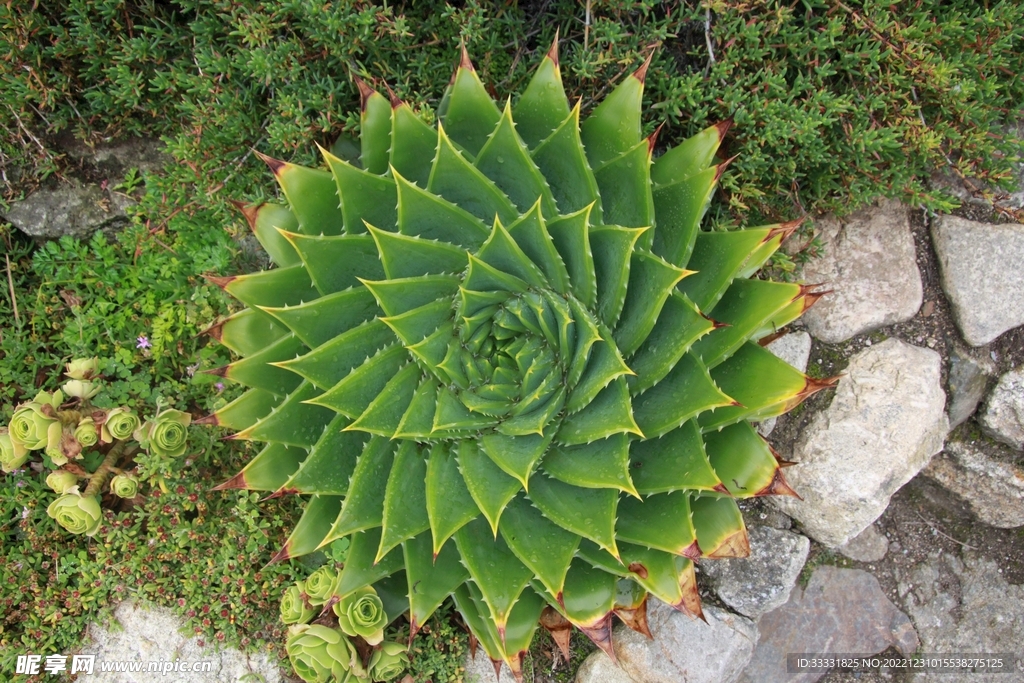 仙人掌
