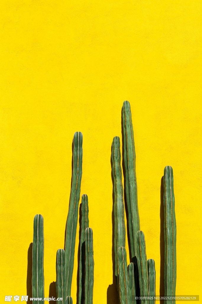 仙人掌