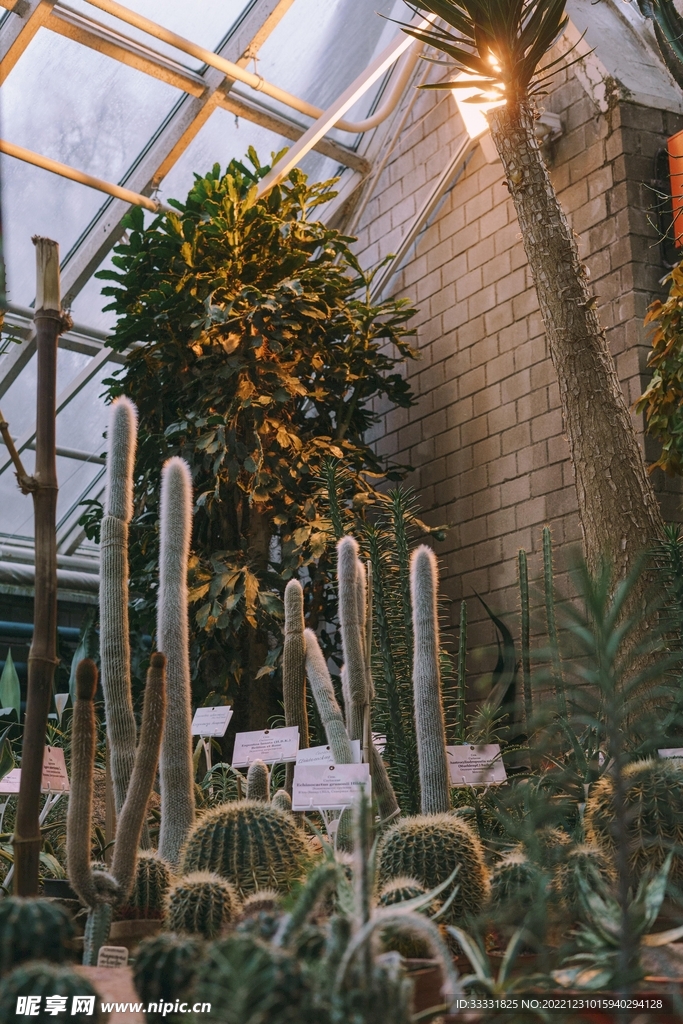 仙人掌
