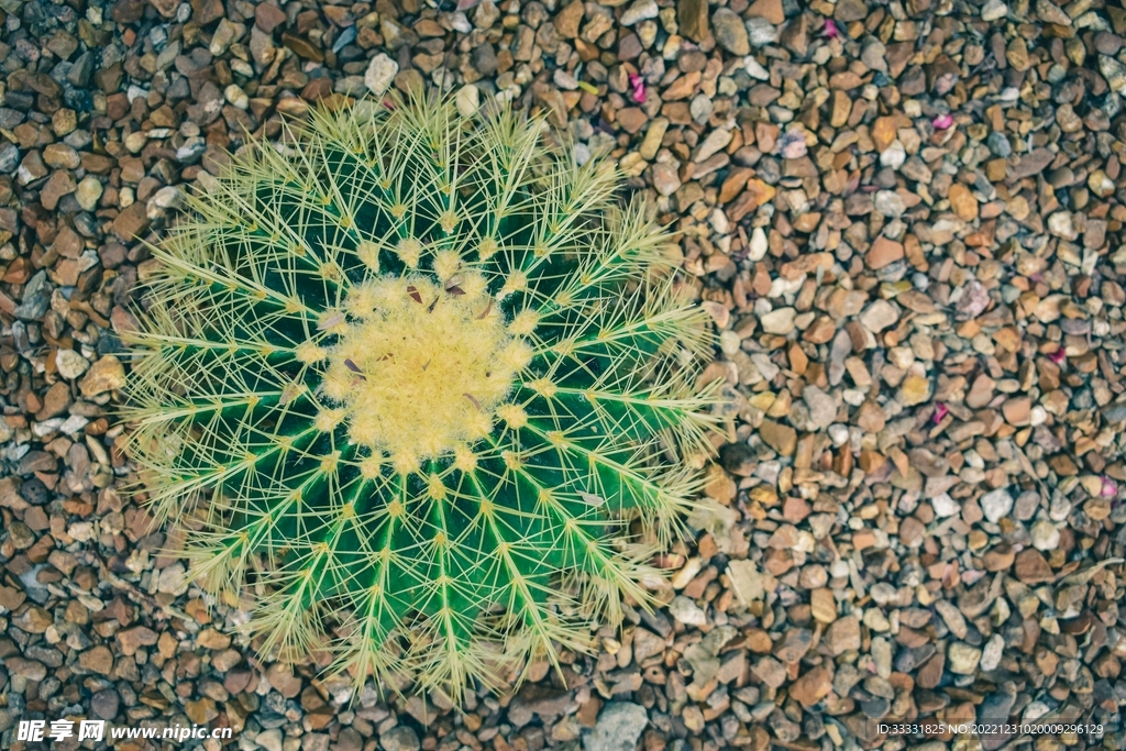 仙人掌