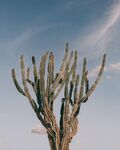 仙人掌