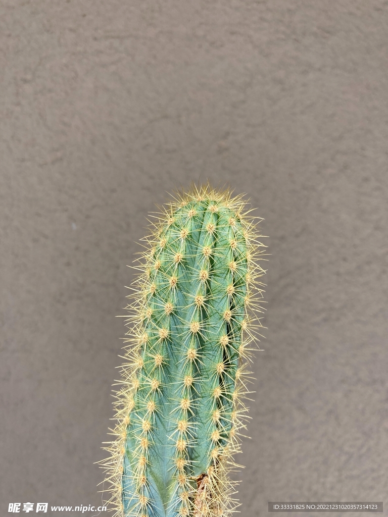 仙人掌