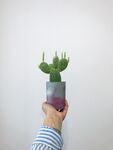 仙人掌