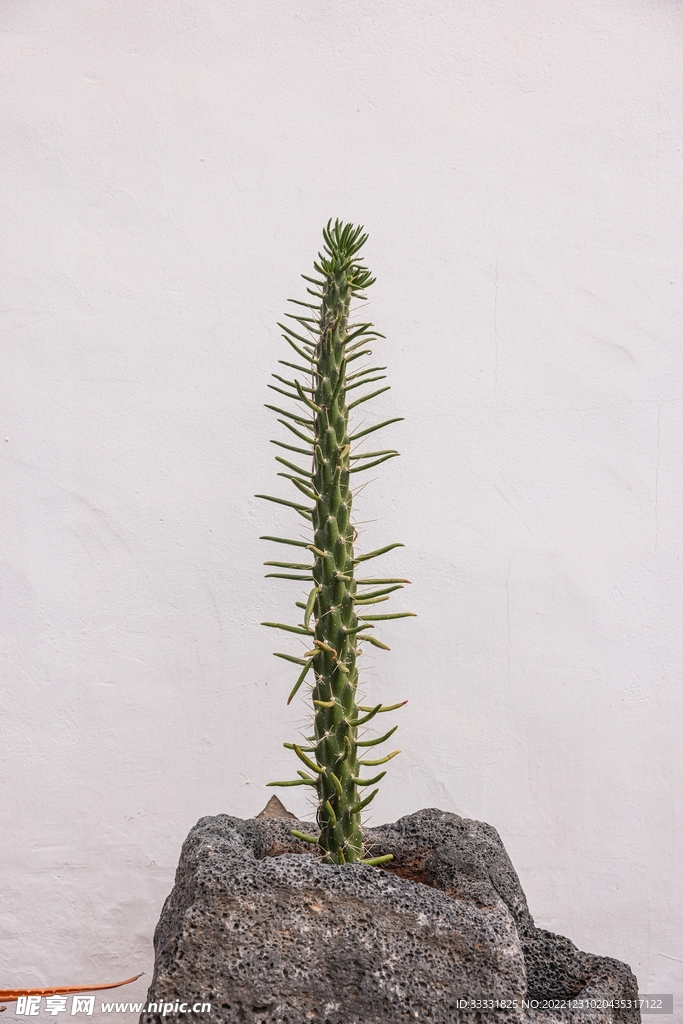 仙人掌