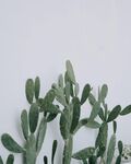 仙人掌