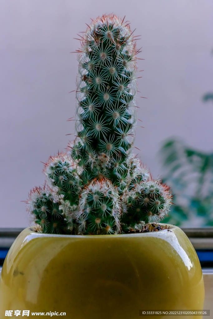 仙人掌