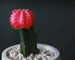 仙人掌