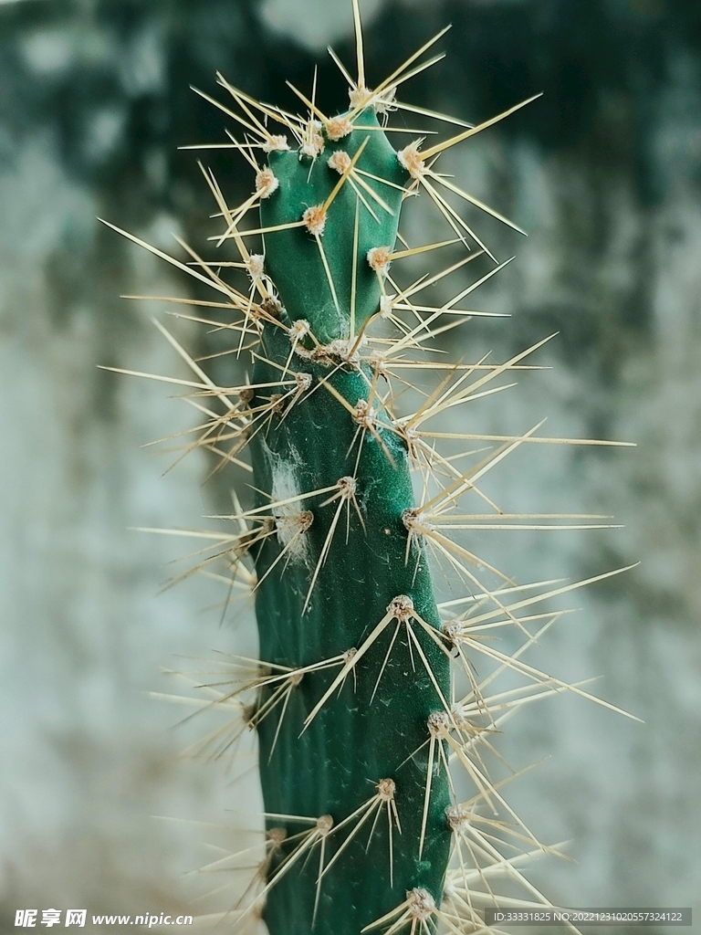 仙人掌