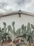 仙人掌