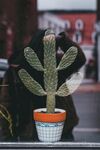 仙人掌