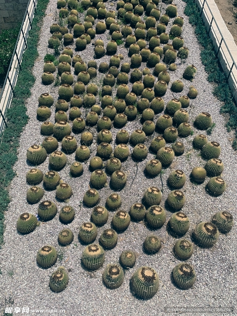 仙人掌