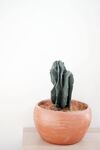 仙人掌