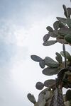 仙人掌