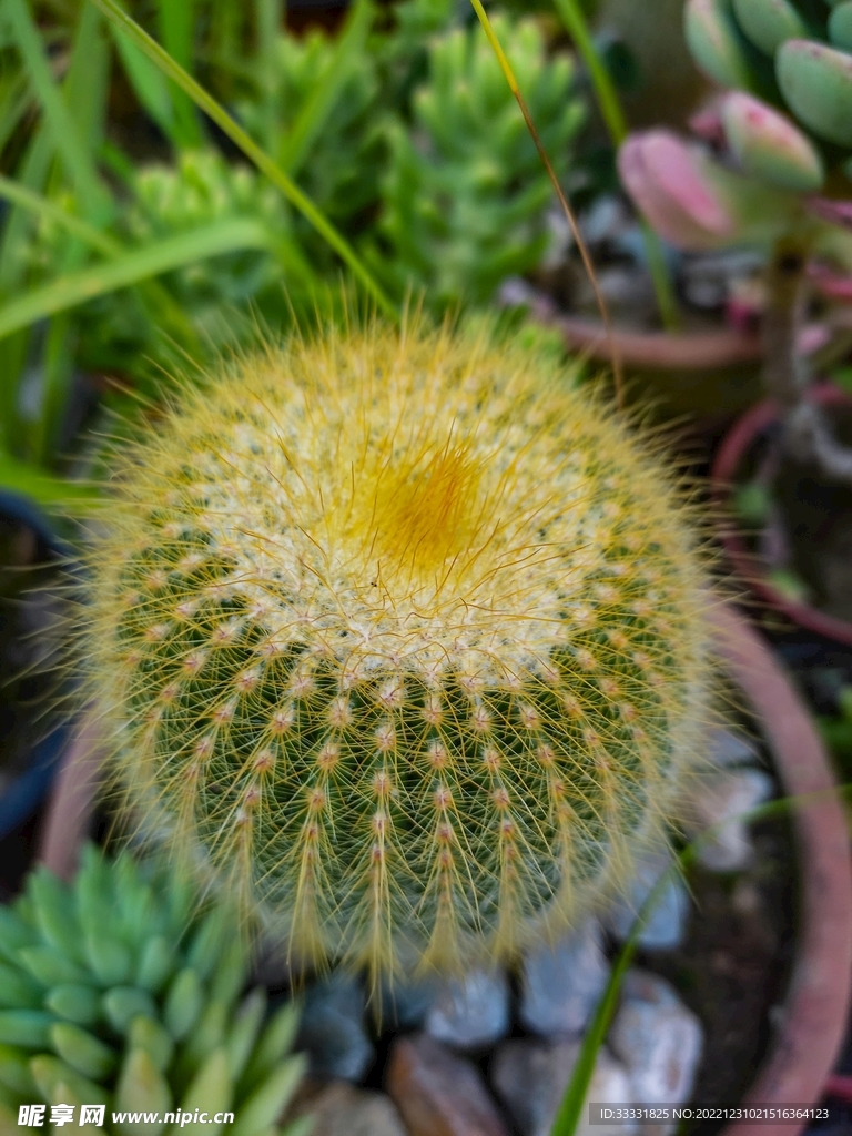 仙人掌