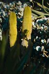 仙人掌