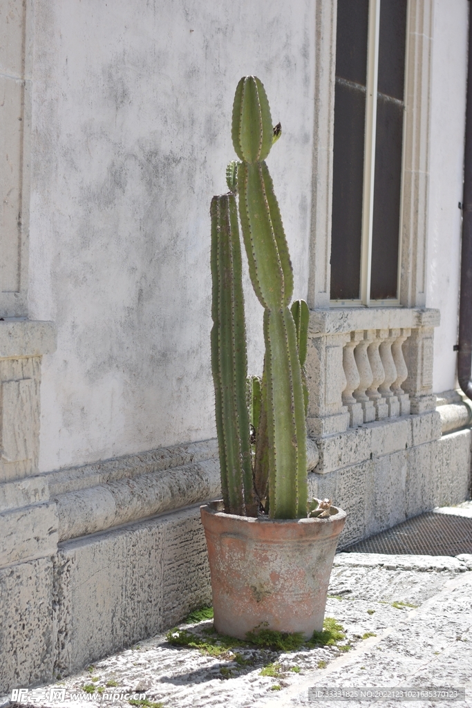 仙人掌