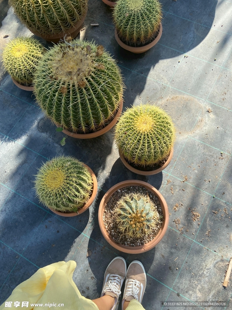仙人掌