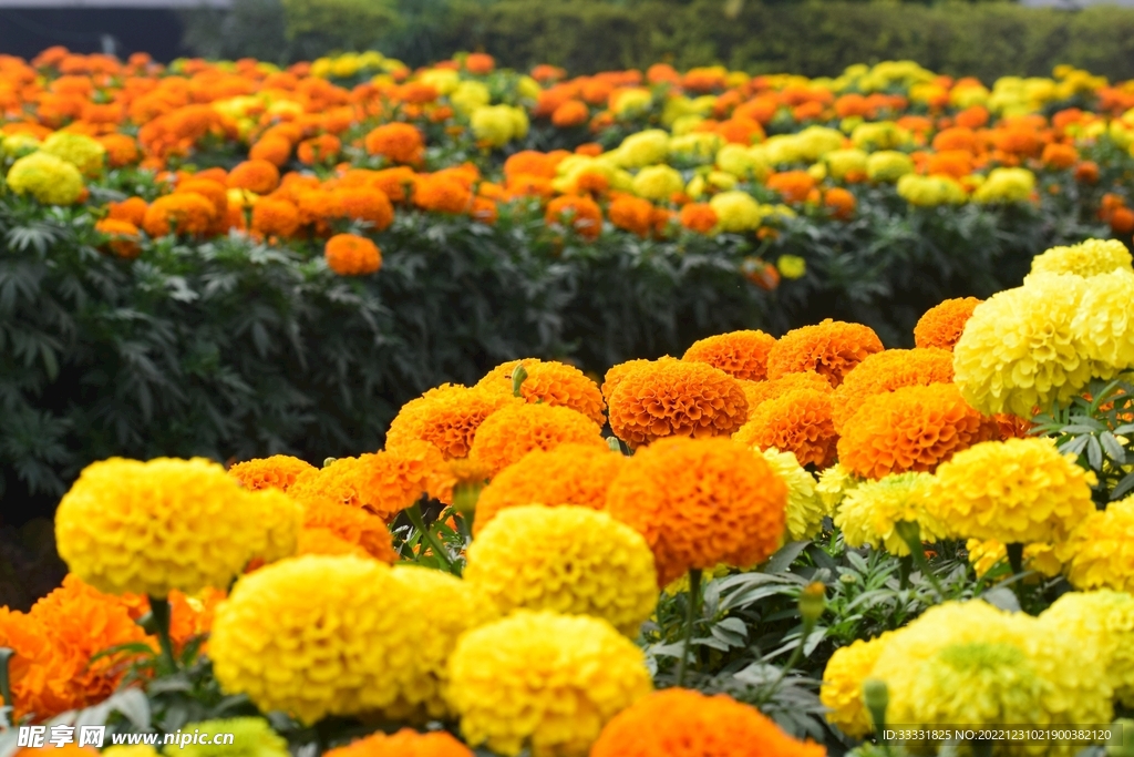 万寿菊