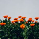 万寿菊