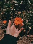 万寿菊