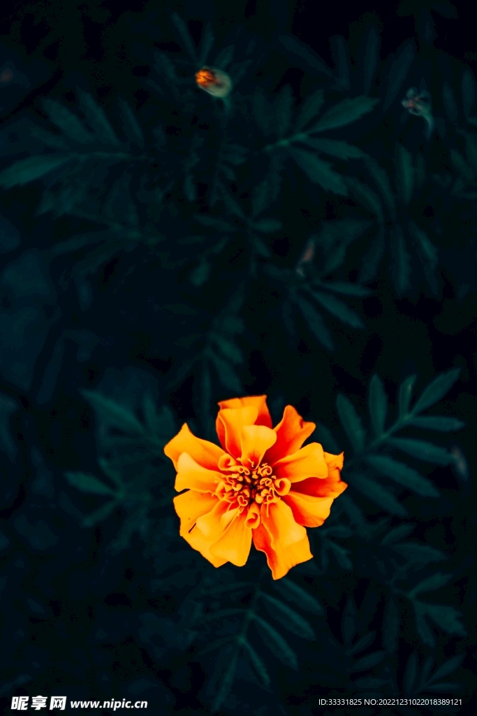 万寿菊