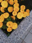 万寿菊