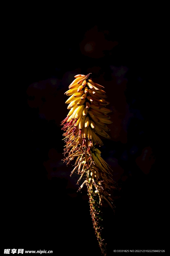 香蕉