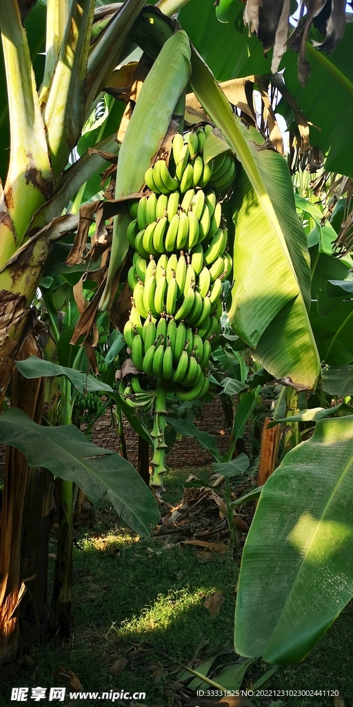 香蕉