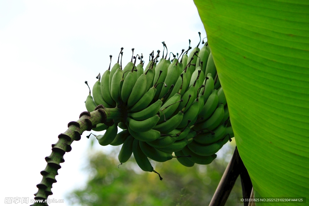 香蕉