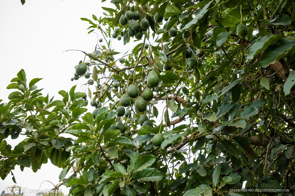 牛油果