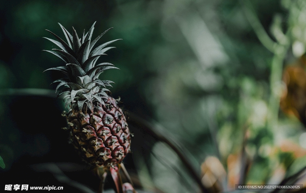 菠萝