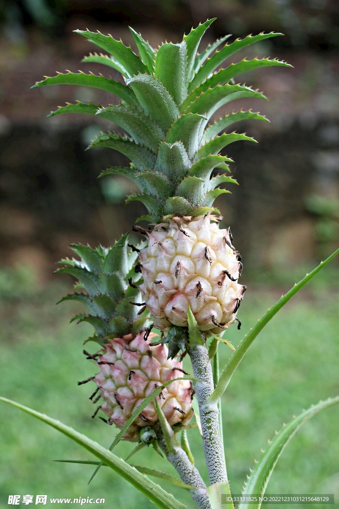 菠萝