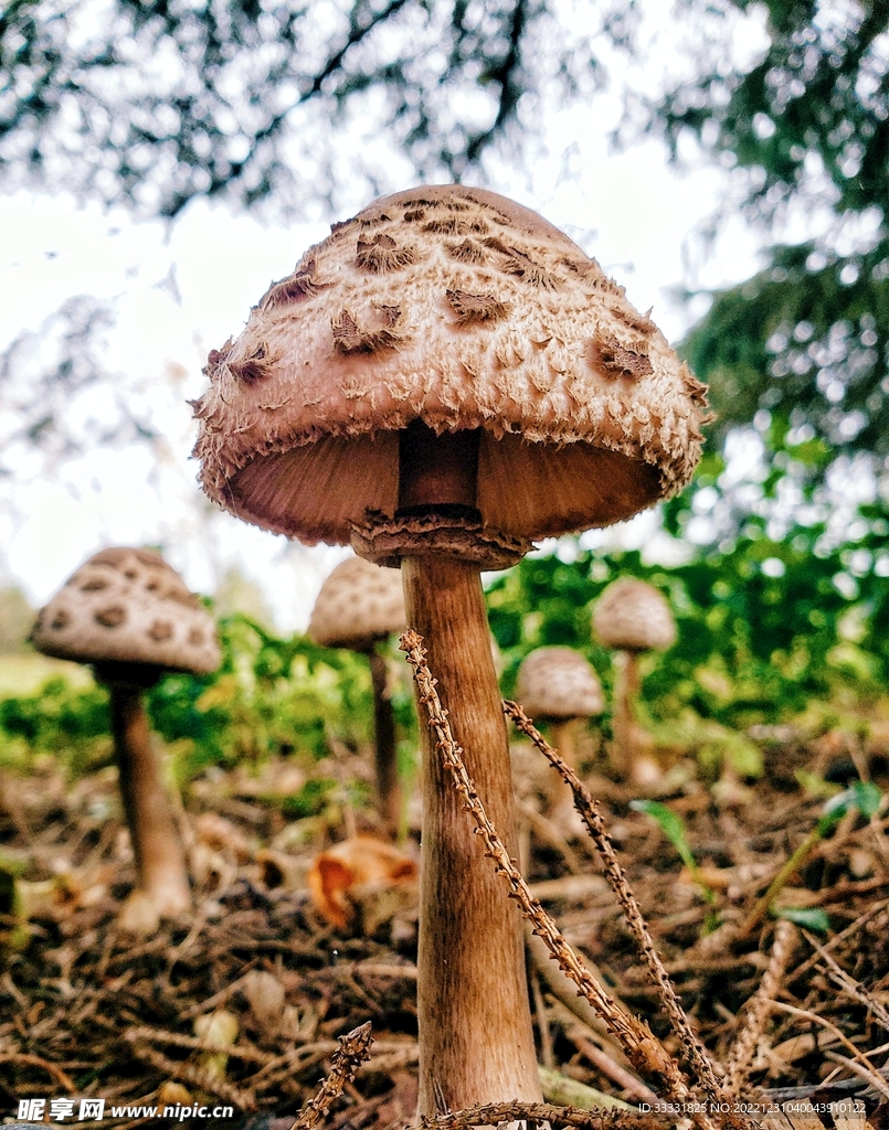蘑菇