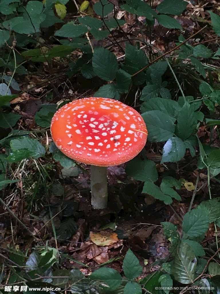 蘑菇