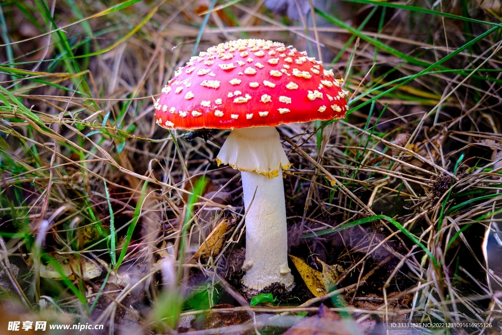 蘑菇