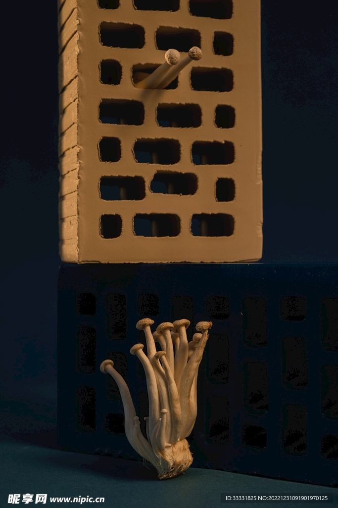 蘑菇