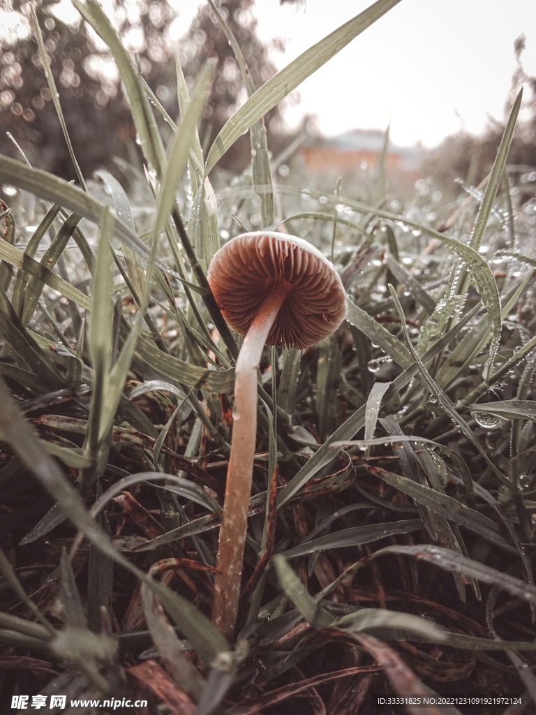 蘑菇