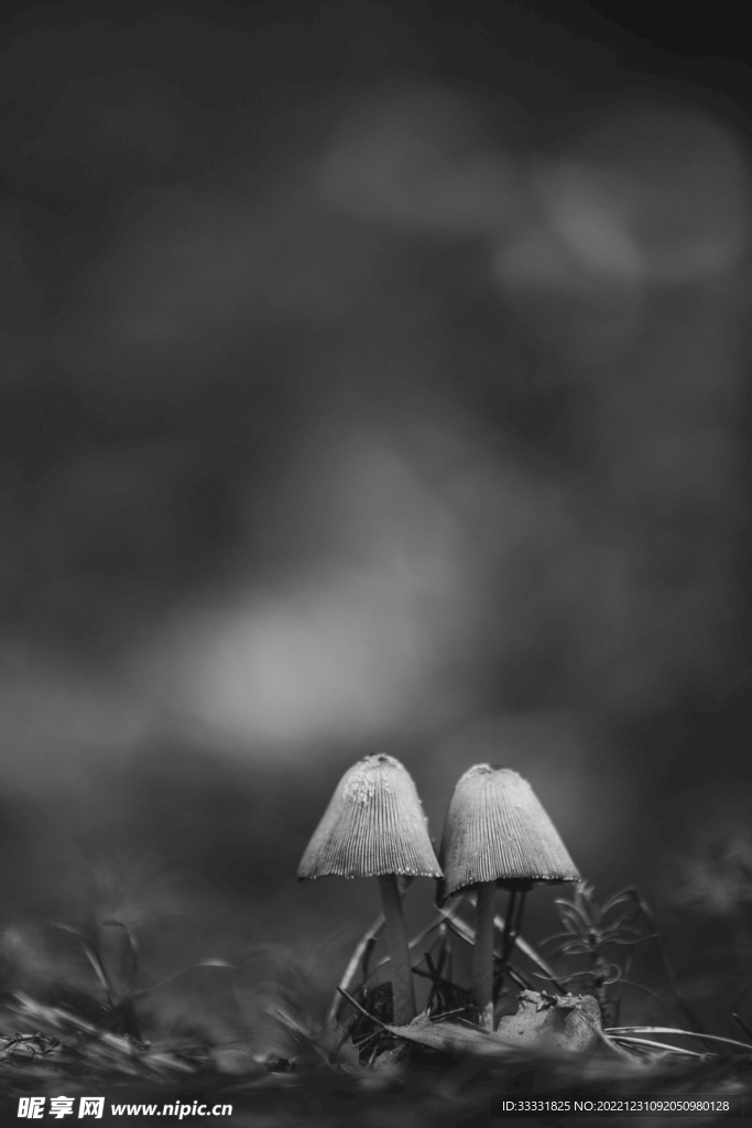 蘑菇