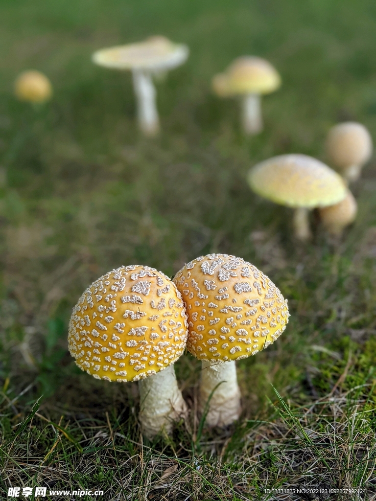 蘑菇