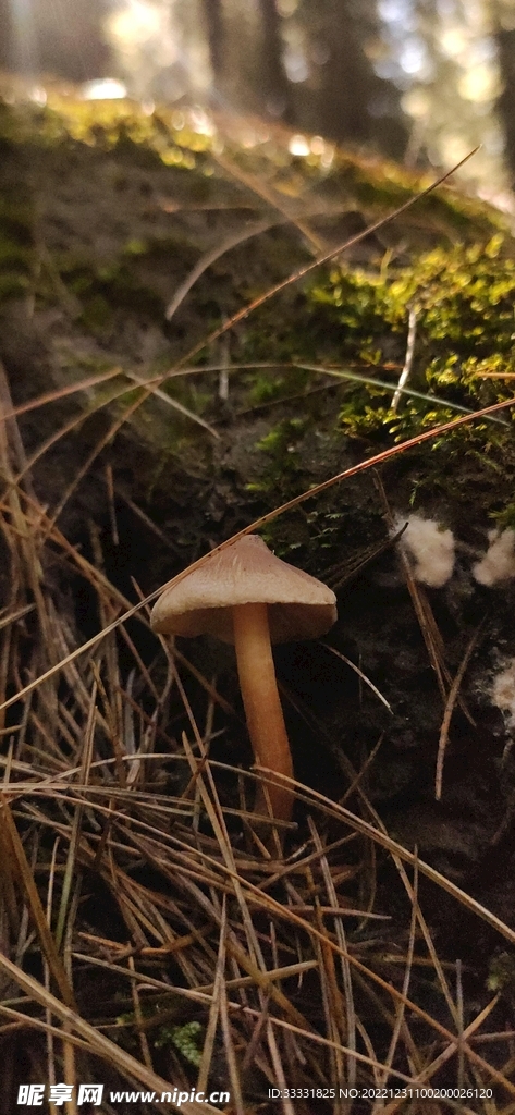蘑菇