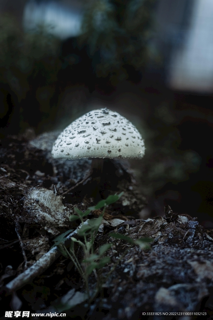 蘑菇