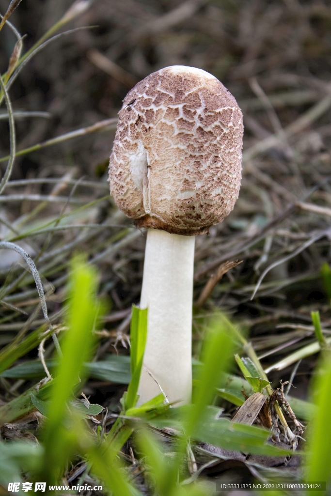 蘑菇