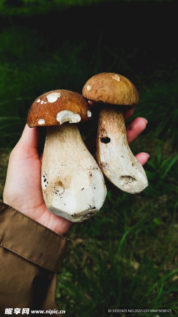 蘑菇