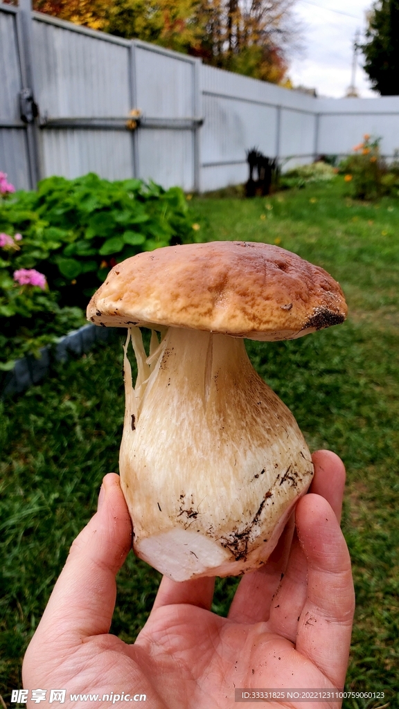 蘑菇