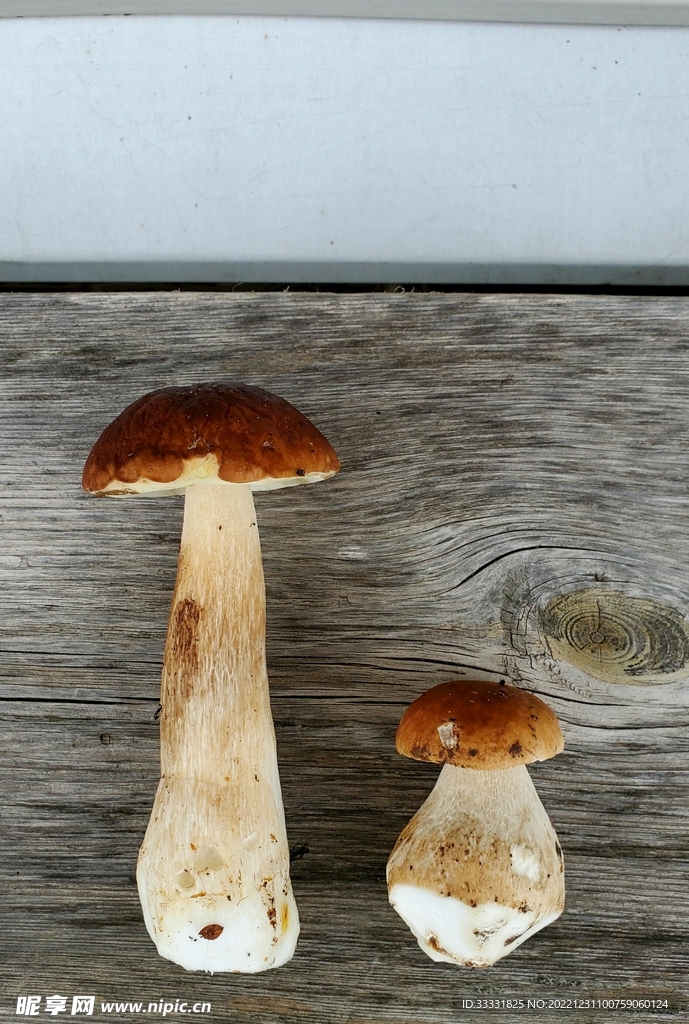蘑菇