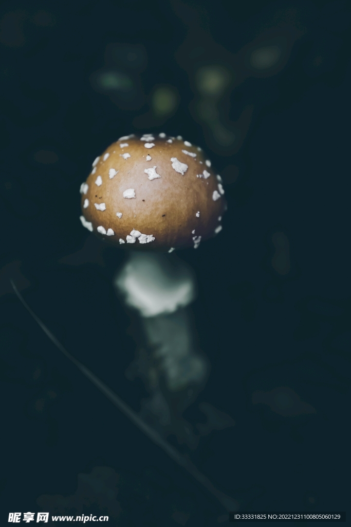 蘑菇