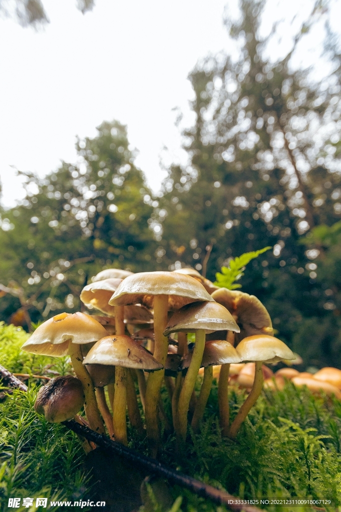 蘑菇