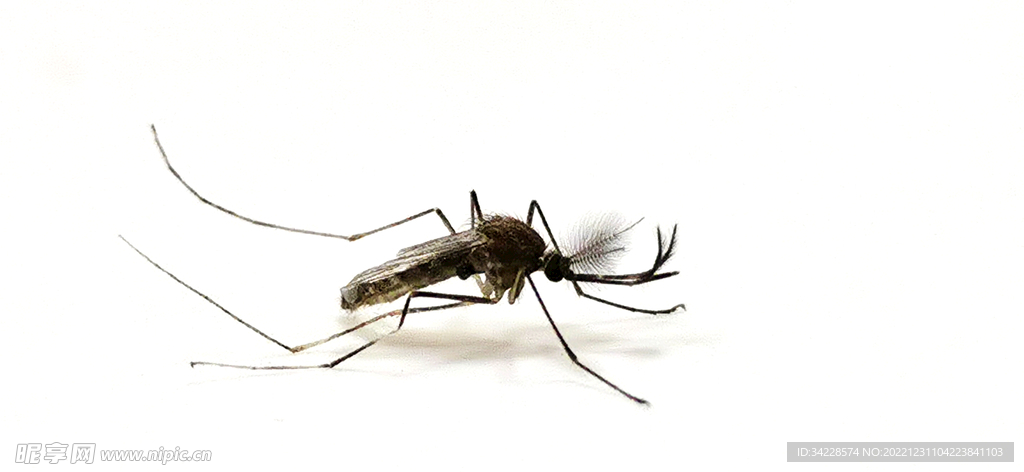 高清蚊子特写图片