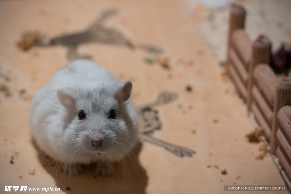 仓鼠