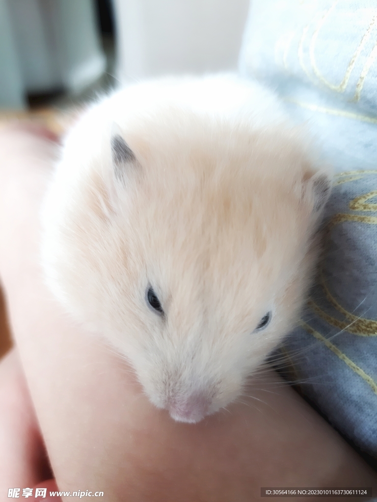 仓鼠